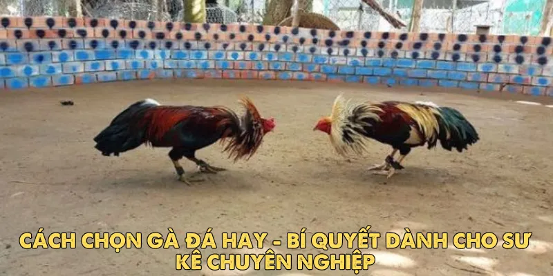 Cách chọn gà đá hay: Bí quyết dành cho sư kê chuyên nghiệp
