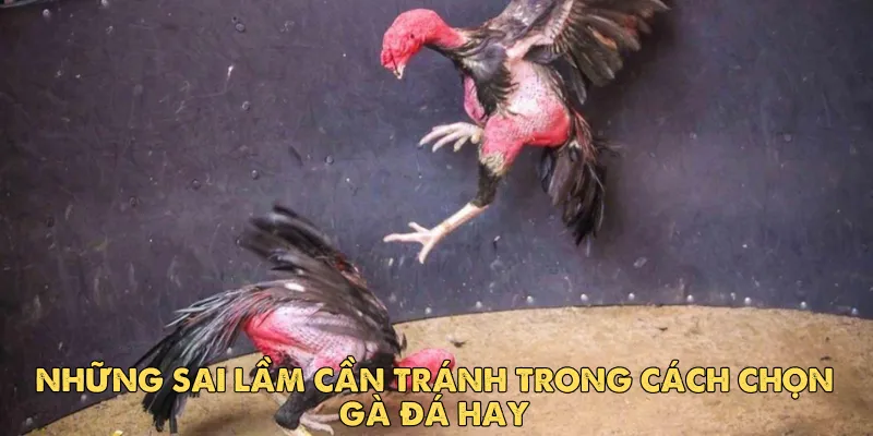 Những sai lầm cần tránh trong cách chọn gà đá hay