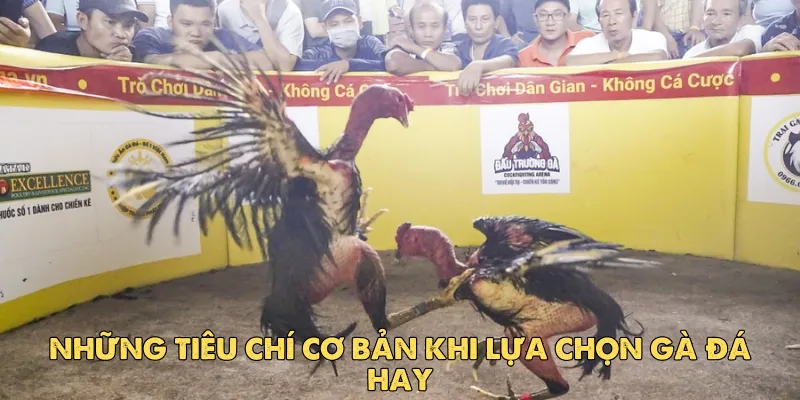 Những tiêu chí cơ bản khi lựa chọn gà đá hay