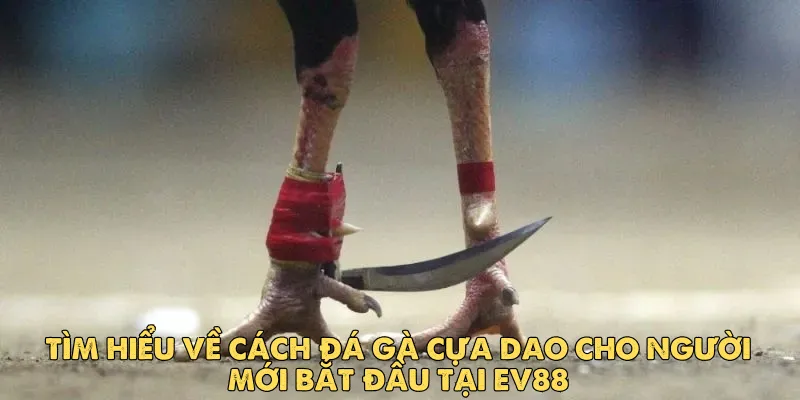 Tìm hiểu về cách đá gà cựa dao cho người mới bắt đầu tại EV88