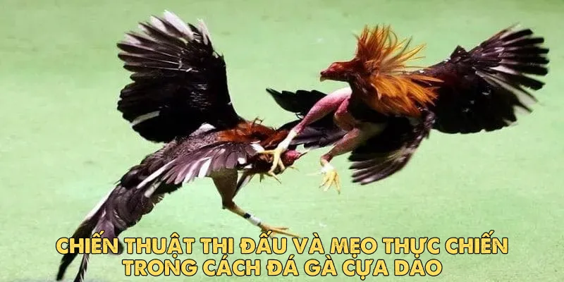 Chiến thuật thi đấu và mẹo thực chiến trong cách đá gà cựa dao