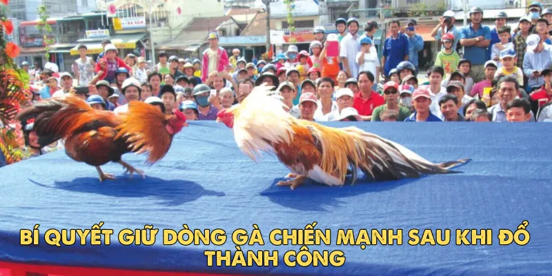 Cách đổ gà đá cựa hiệu quả để tạo nên chiến kê bất bại 4 Thực hiện giao phối đúng cách