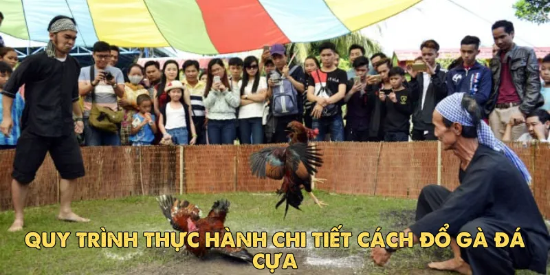 Cách đổ gà đá cựa hiệu quả để tạo nên chiến kê bất bại 3 Quy trình thực hành chi tiết cách đổ gà đá cựa