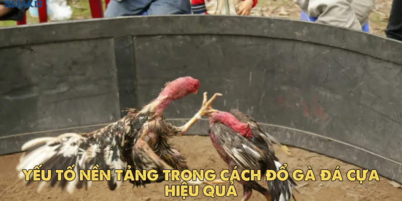 Cách đổ gà đá cựa hiệu quả để tạo nên chiến kê bất bại 2 Yếu tố nền tảng trong cách đổ gà đá cựa hiệu quả