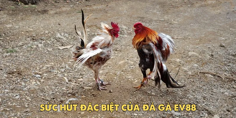 Tổng hợp ưu điểm của đá gà Ev88 bạn nên biết